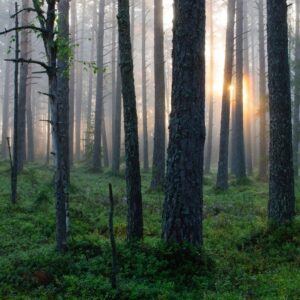 Päiksetõus metsas