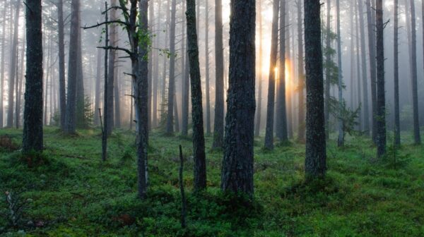 Päiksetõus metsas
